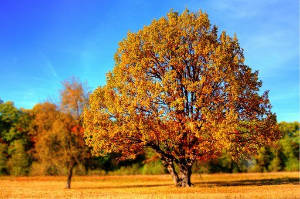 herfst-tree