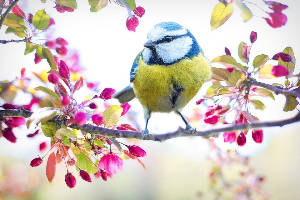 lente-bird