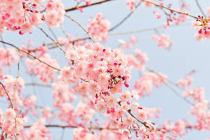 lente-cherry-tree