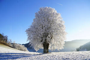 winter-tree